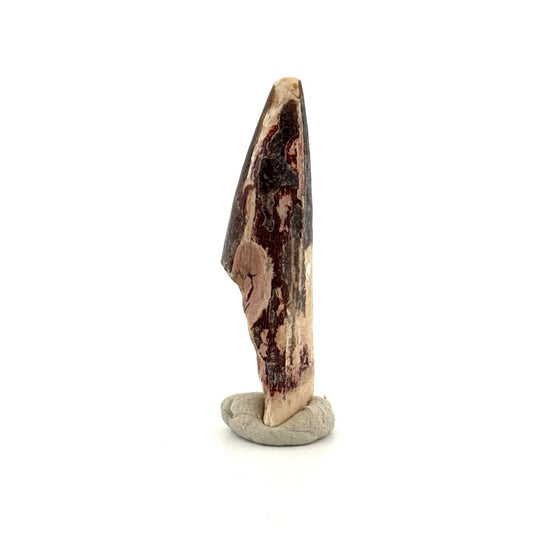 Sarcosuchus Imperator fossil tooth from Niger (2.04") - FossilsAndMore