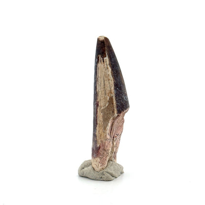 Sarcosuchus Imperator fossil tooth from Niger (2.04") - FossilsAndMore
