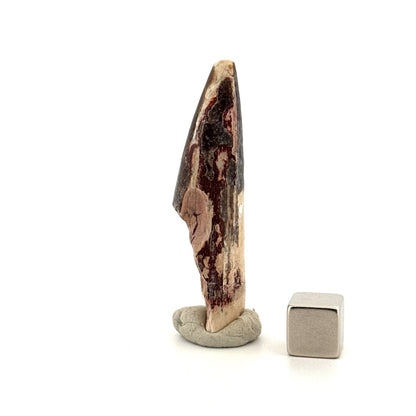 Sarcosuchus Imperator fossil tooth from Niger (2.04") - FossilsAndMore