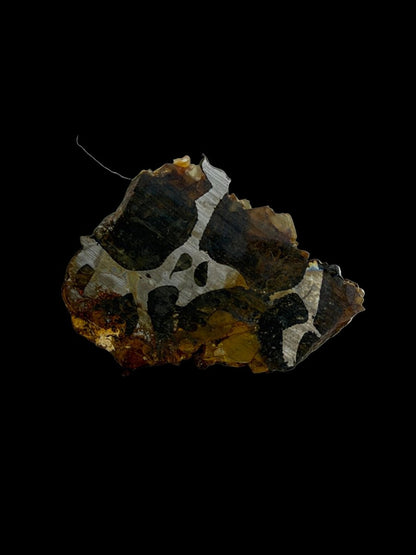 Seymchan Pallasite Meteorite from Russia | 1.66 Grams - FossilsAndMore