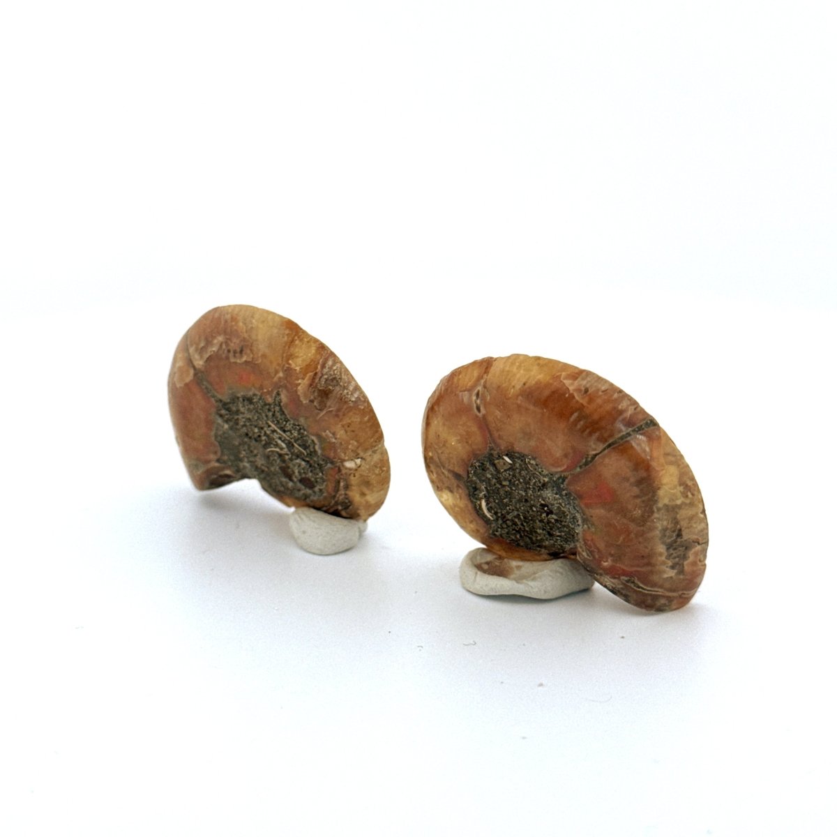 Small Agatized Ammonite Fossil (1.27") - Cretaceous, Madagascar - FossilsAndMore