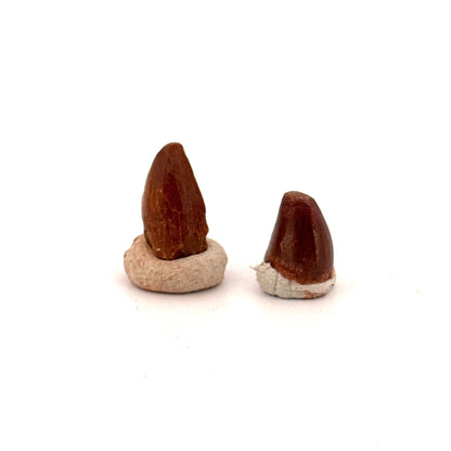 Small Elosuchus cherifiensis Fossil teeth from Morocco (0.49") - FossilsAndMore