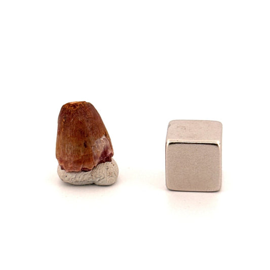 Small Elosuchus cherifiensis Fossil Tooth from Morocco (0.48") - FossilsAndMore