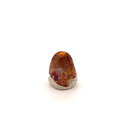 Small Elosuchus cherifiensis Fossil Tooth from Morocco (0.48") - FossilsAndMore