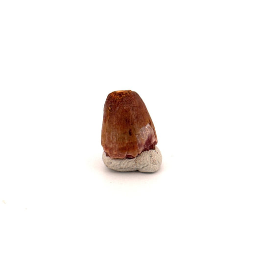 Small Elosuchus cherifiensis Fossil Tooth from Morocco (0.48") - FossilsAndMore