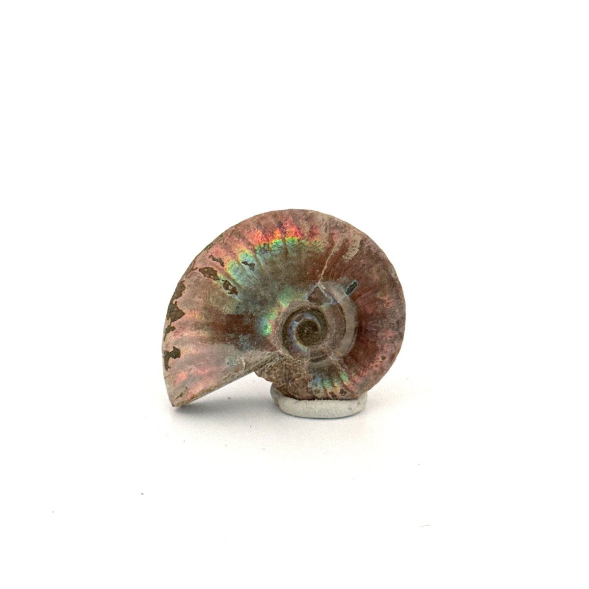 Small Iridescent Ammonite fossil (1.59") - Cretaceous, Madagascar - FossilsAndMore