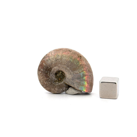 Small Iridescent Ammonite fossil from Cretaceous, Madagascar (1.33") - FossilsAndMore