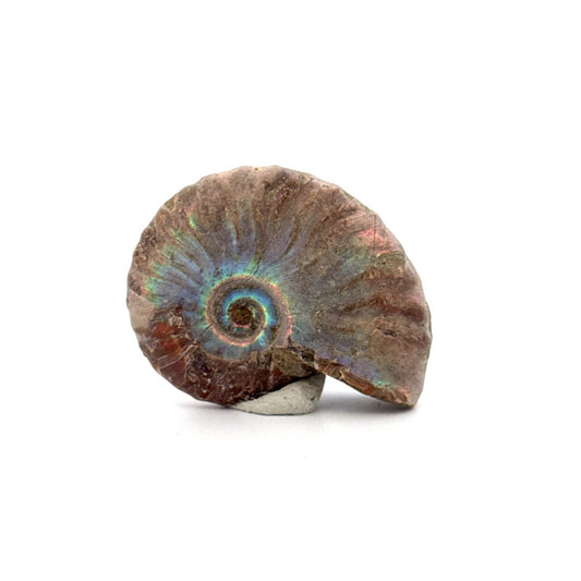 Small Iridescent Ammonite fossil from Cretaceous, Madagascar (1.72") - FossilsAndMore