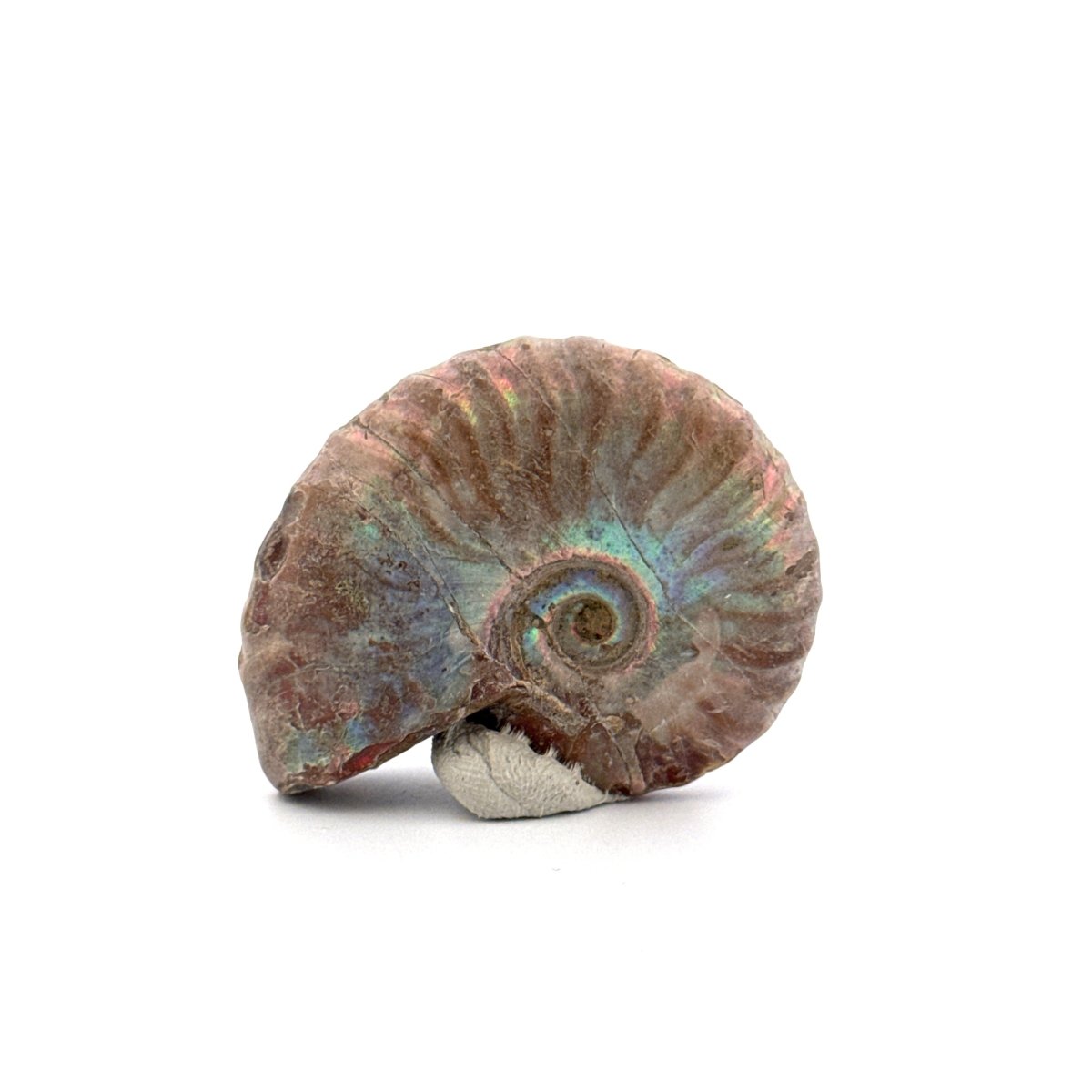 Small Iridescent Ammonite fossil from Cretaceous, Madagascar (1.72") - FossilsAndMore