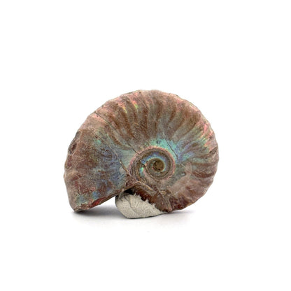 Small Iridescent Ammonite fossil from Cretaceous, Madagascar (1.72") - FossilsAndMore