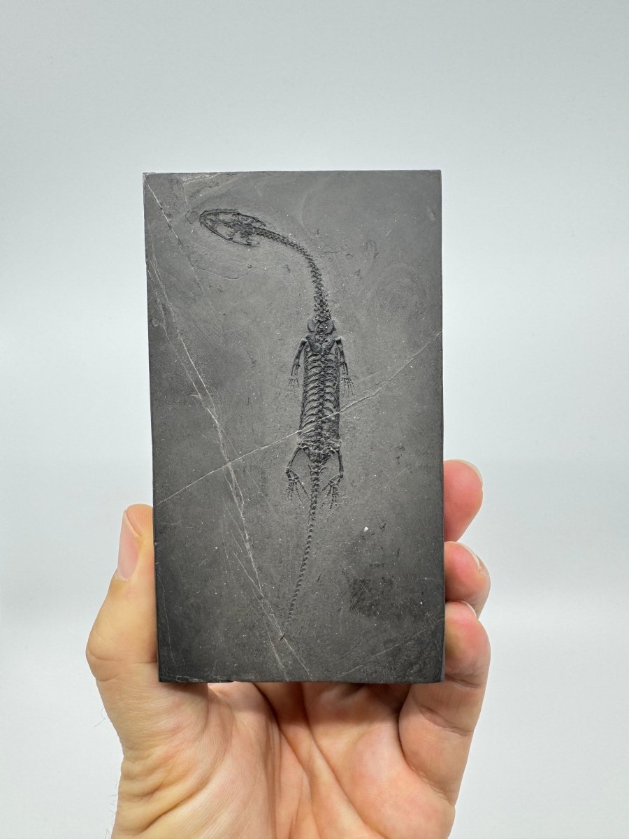 Small Keichousaurus hui Fossil Triassic Marine Reptile from China (4.35") - FossilsAndMore