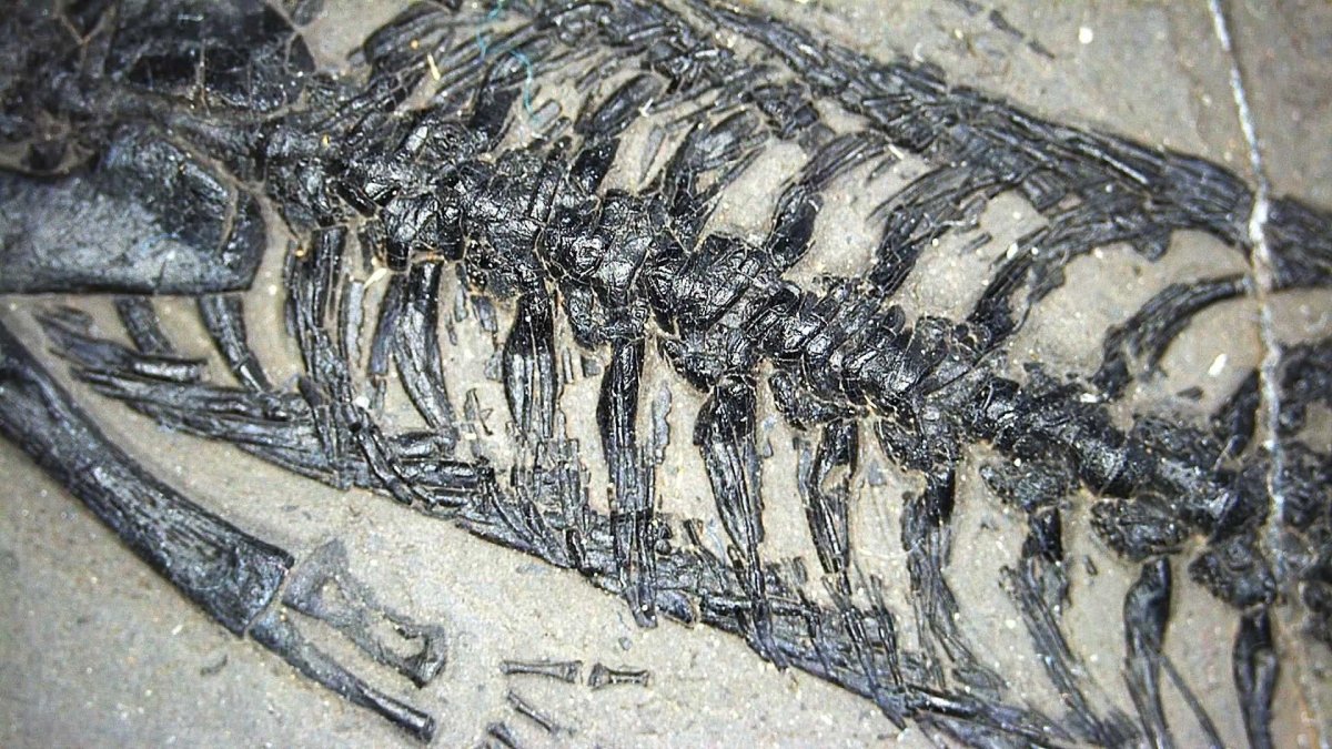 Small Keichousaurus hui Fossil Triassic Marine Reptile from China (4.35") - FossilsAndMore