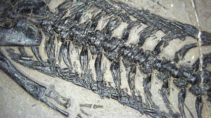 Small Keichousaurus hui Fossil Triassic Marine Reptile from China (4.35") - FossilsAndMore