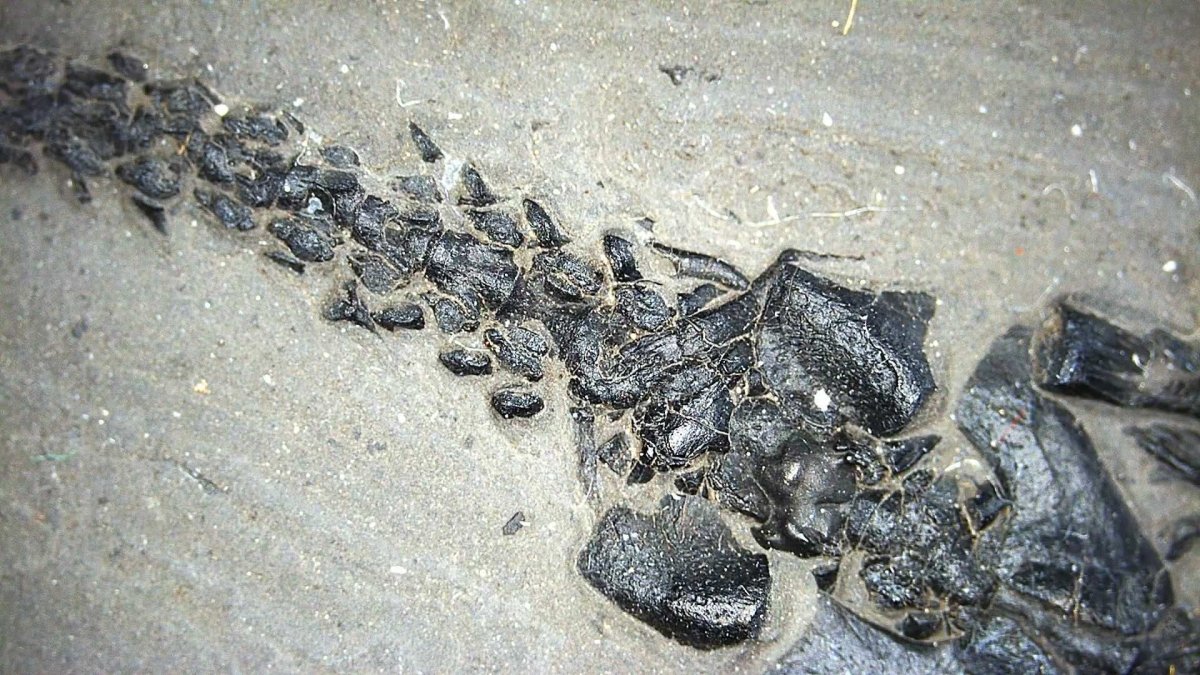 Small Keichousaurus hui Fossil Triassic Marine Reptile from China (4.35") - FossilsAndMore