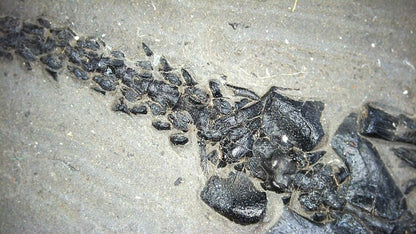 Small Keichousaurus hui Fossil Triassic Marine Reptile from China (4.35") - FossilsAndMore