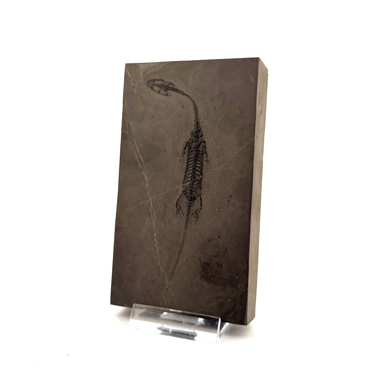 Small Keichousaurus hui Fossil Triassic Marine Reptile from China (4.35") - FossilsAndMore