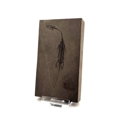 Small Keichousaurus hui Fossil Triassic Marine Reptile from China (4.35") - FossilsAndMore