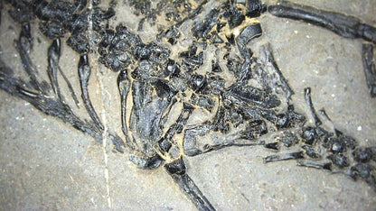 Small Keichousaurus hui Fossil Triassic Marine Reptile from China (4.35") - FossilsAndMore
