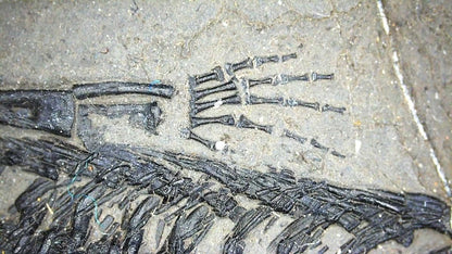 Small Keichousaurus hui Fossil Triassic Marine Reptile from China (4.35") - FossilsAndMore