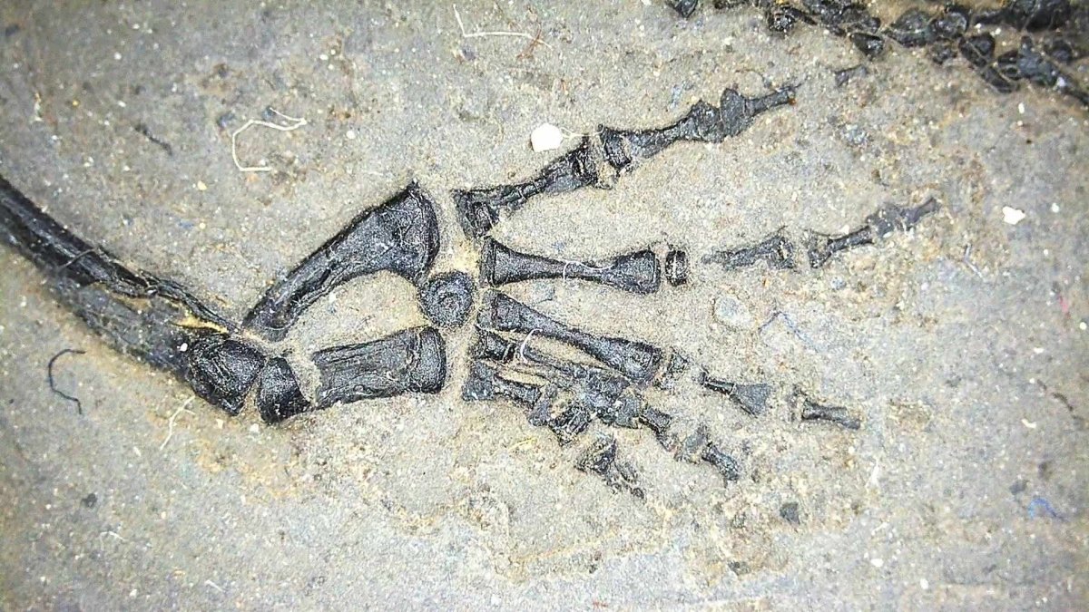 Small Keichousaurus hui Fossil Triassic Marine Reptile from China (4.35") - FossilsAndMore