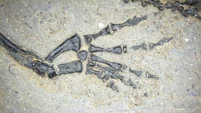 Small Keichousaurus hui Fossil Triassic Marine Reptile from China (4.35") - FossilsAndMore
