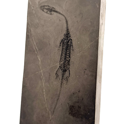 Small Keichousaurus hui Fossil Triassic Marine Reptile from China (4.35") - FossilsAndMore
