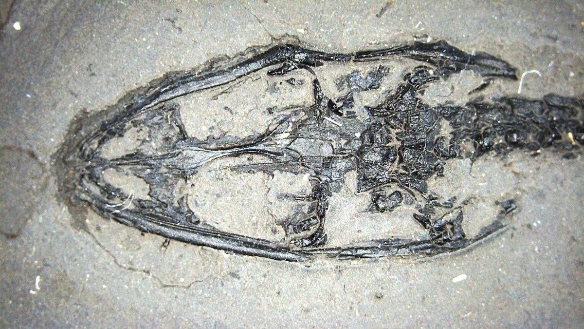 Small Keichousaurus hui Fossil Triassic Marine Reptile from China (4.35") - FossilsAndMore