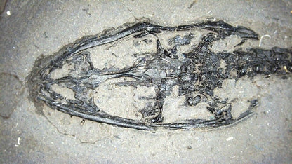 Small Keichousaurus hui Fossil Triassic Marine Reptile from China (4.35") - FossilsAndMore
