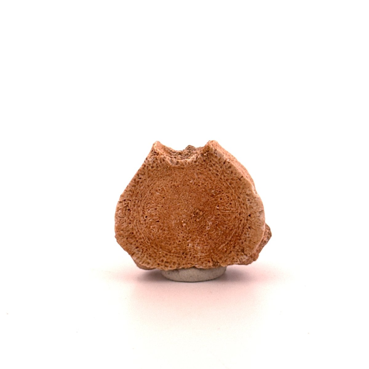 Small Mosasaur caudal vertebra from Late Cretaceous, Morocco (1.23") - FossilsAndMore
