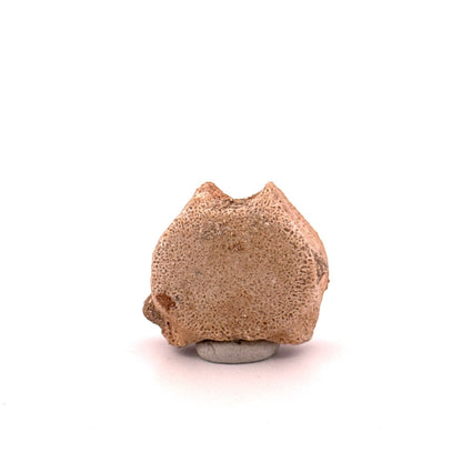 Small Mosasaur caudal vertebra from Late Cretaceous, Morocco (1.23") - FossilsAndMore