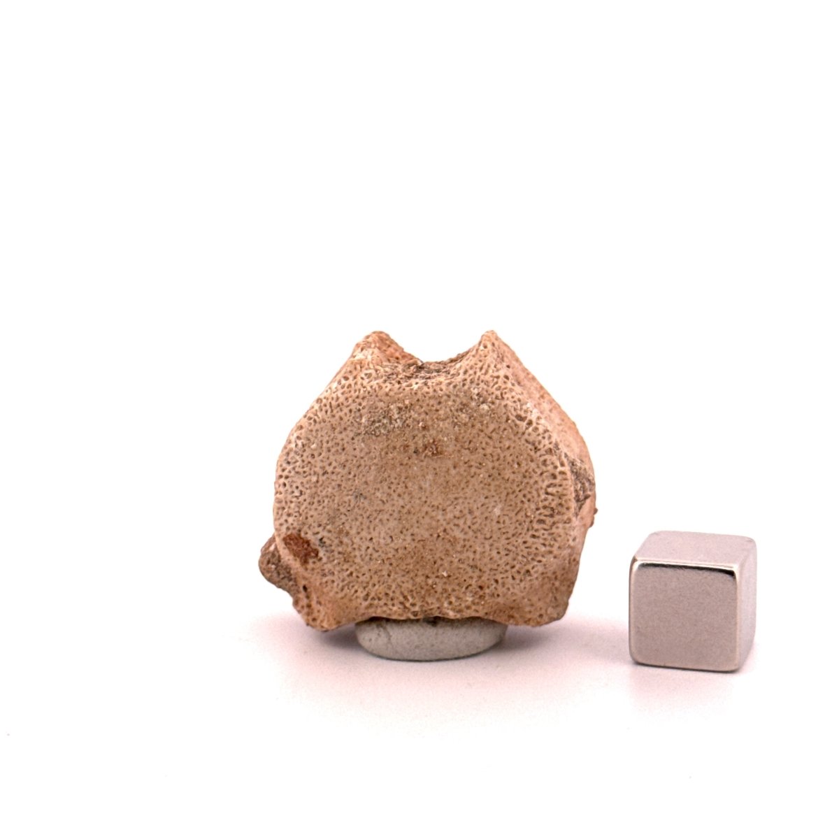 Small Mosasaur caudal vertebra from Late Cretaceous, Morocco (1.23") - FossilsAndMore