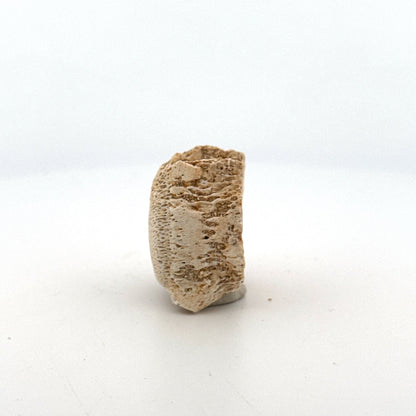 Small Mosasaur caudal vertebra from Late Cretaceous, Morocco (1.24") - FossilsAndMore