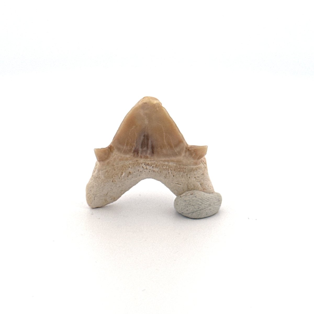Small Pathological Otodus obliquus Tooth (1.10") – Eocene, Morocco - FossilsAndMore