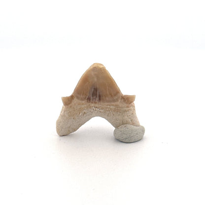 Small Pathological Otodus obliquus Tooth (1.10") – Eocene, Morocco - FossilsAndMore