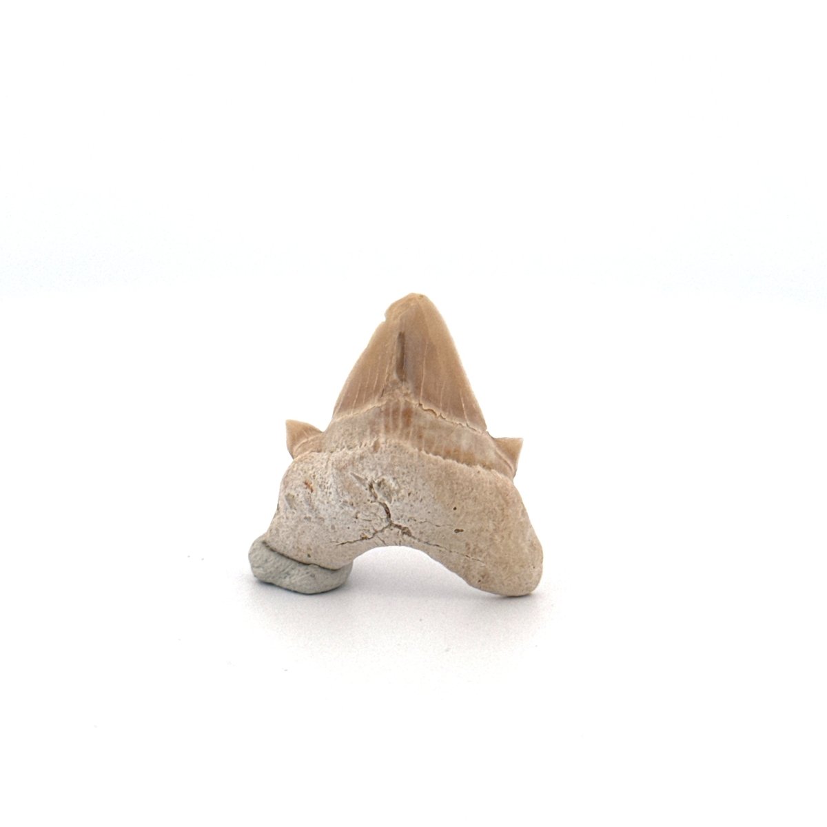 Small Pathological Otodus obliquus Tooth (1.10") – Eocene, Morocco - FossilsAndMore