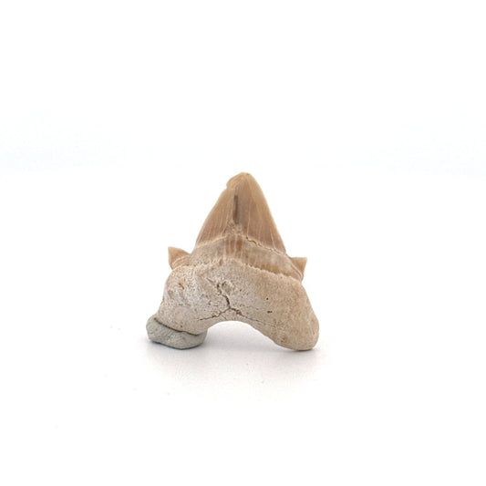 Small Pathological Otodus obliquus Tooth (1.10") – Eocene, Morocco - FossilsAndMore