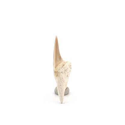 Small Pathological Otodus obliquus Tooth (1.53") – Eocene, Morocco - FossilsAndMore