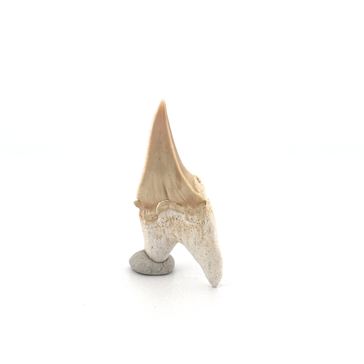 Small Pathological Otodus obliquus Tooth (1.53") – Eocene, Morocco - FossilsAndMore