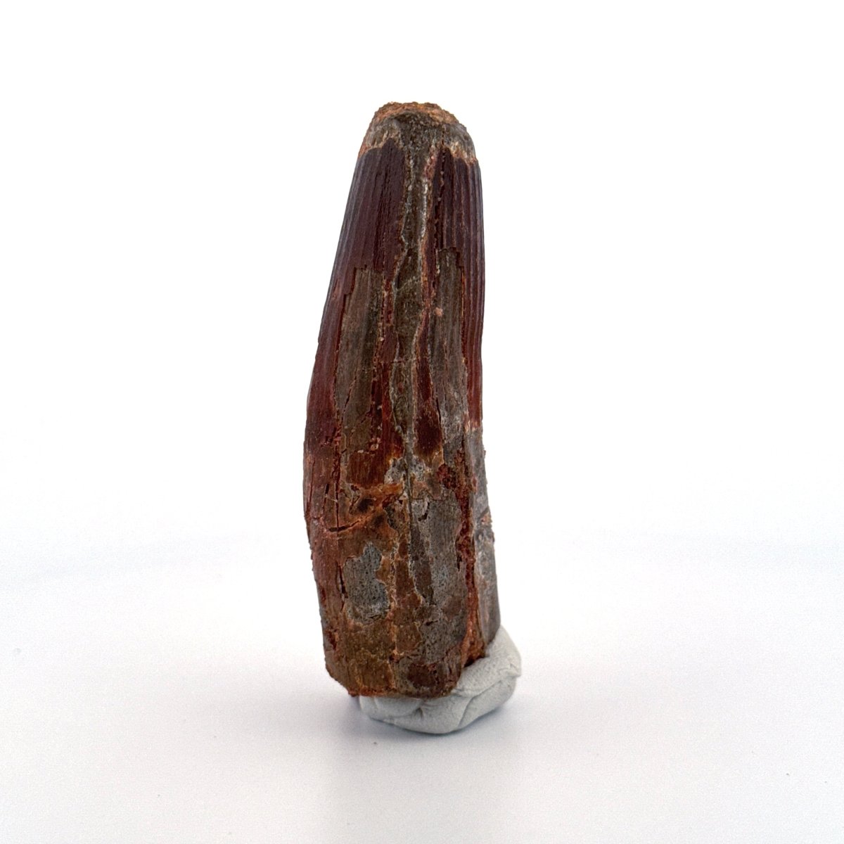 Spinosaurus maroccanus Tooth Fossil (3.11") – Late Cretaceous, Morocco - FossilsAndMore