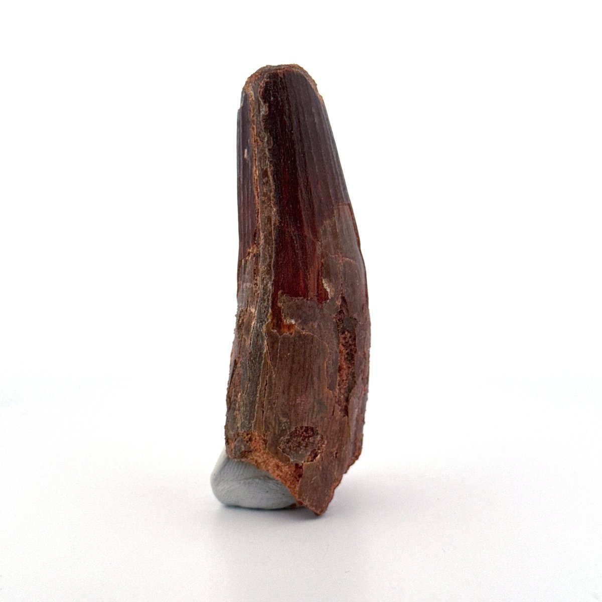 Spinosaurus maroccanus Tooth Fossil (3.11") – Late Cretaceous, Morocco - FossilsAndMore
