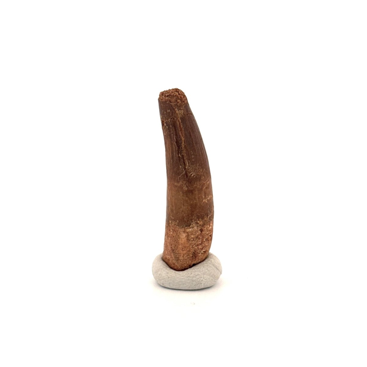 Spinosaurus Tooth Fossil (1.37") – Late Cretaceous Dinosaur tooth from Morocco - FossilsAndMore