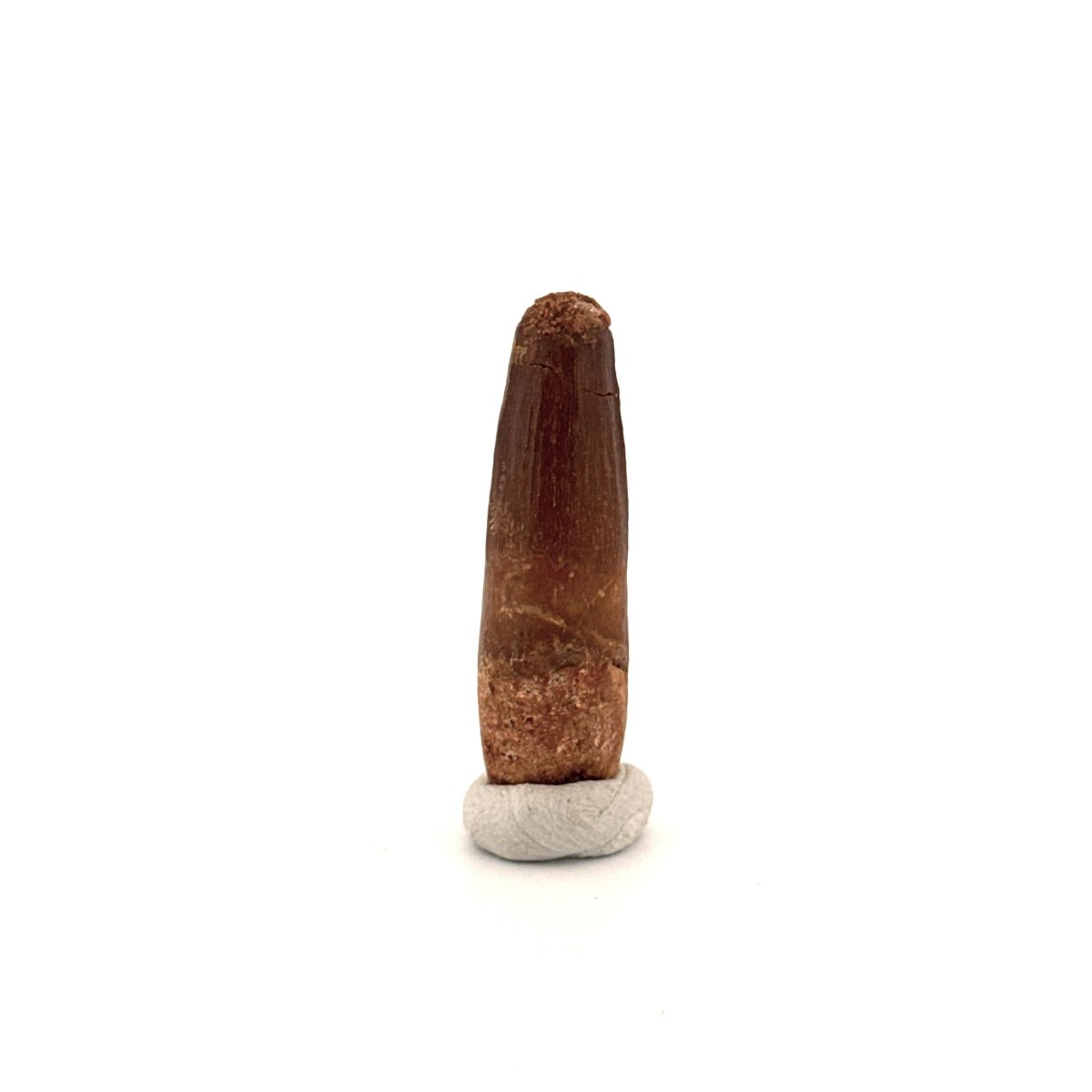 Spinosaurus Tooth Fossil (1.37") – Late Cretaceous Dinosaur tooth from Morocco - FossilsAndMore