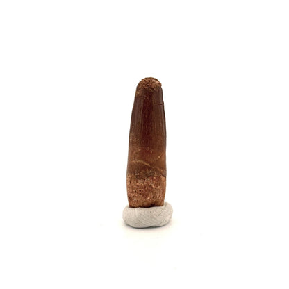 Spinosaurus Tooth Fossil (1.37") – Late Cretaceous Dinosaur tooth from Morocco - FossilsAndMore