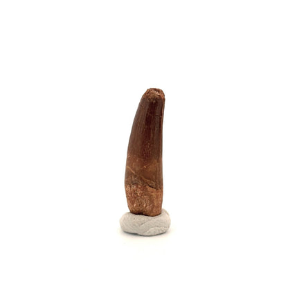 Spinosaurus Tooth Fossil (1.37") – Late Cretaceous Dinosaur tooth from Morocco - FossilsAndMore