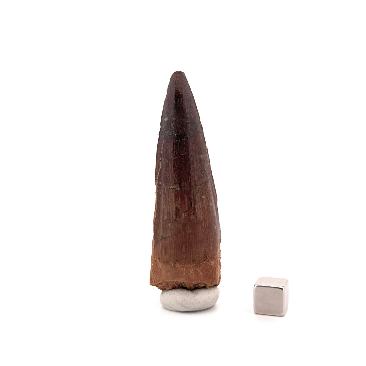 Spinosaurus Tooth Fossil (2.99") – Late Cretaceous Dinosaur tooth from Morocco - FossilsAndMore