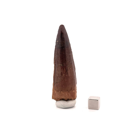 Spinosaurus Tooth Fossil (2.99") – Late Cretaceous Dinosaur tooth from Morocco - FossilsAndMore