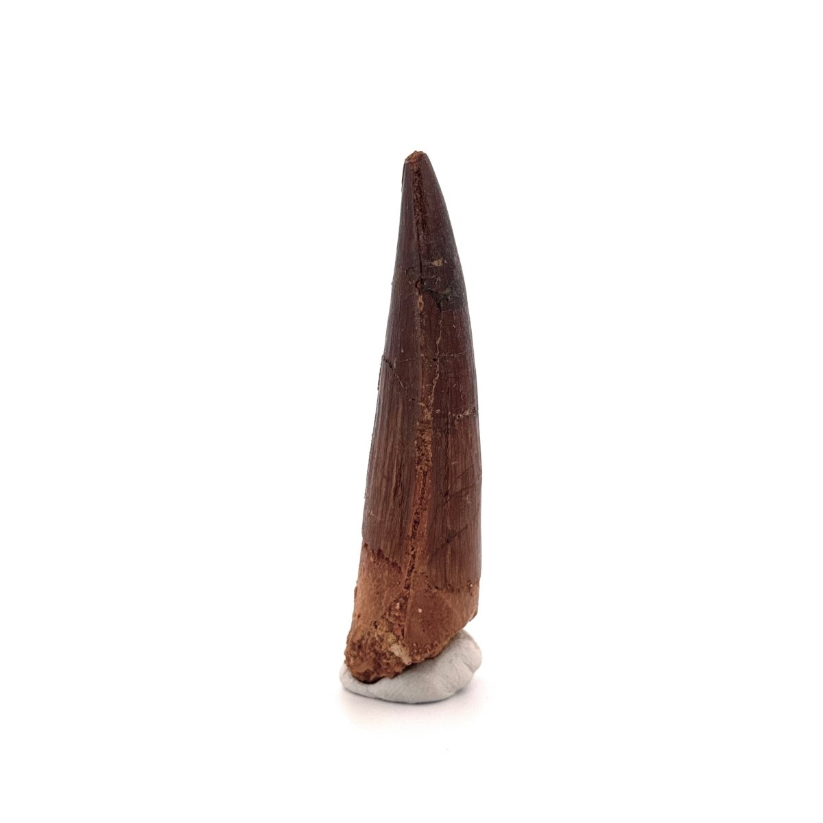 Spinosaurus Tooth Fossil (2.99") – Late Cretaceous Dinosaur tooth from Morocco - FossilsAndMore