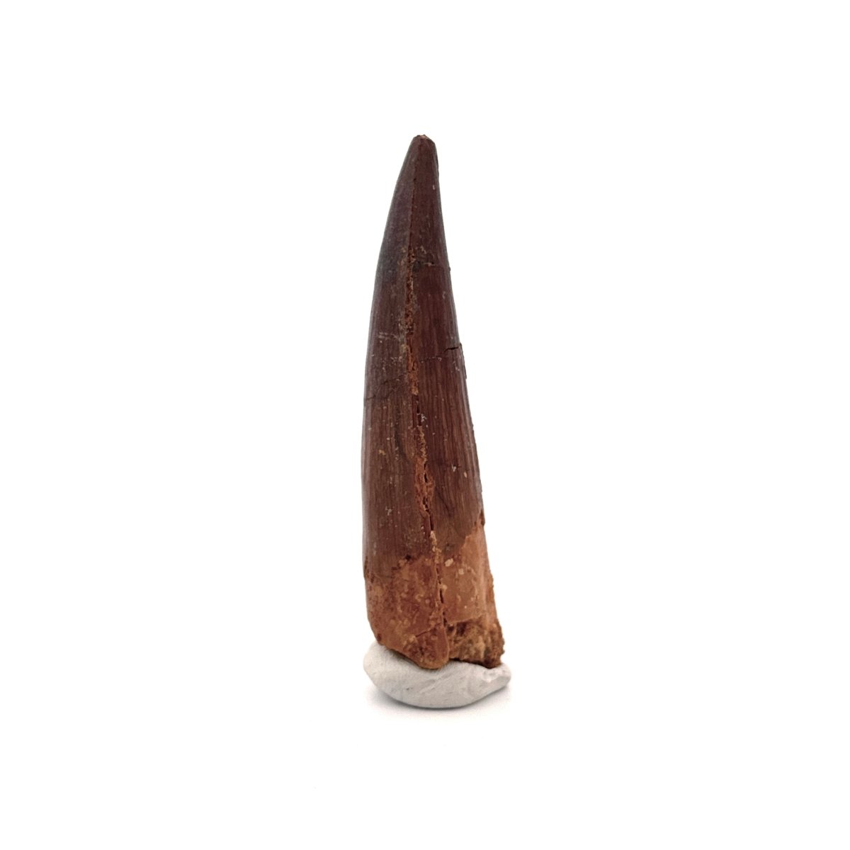 Spinosaurus Tooth Fossil (2.99") – Late Cretaceous Dinosaur tooth from Morocco - FossilsAndMore