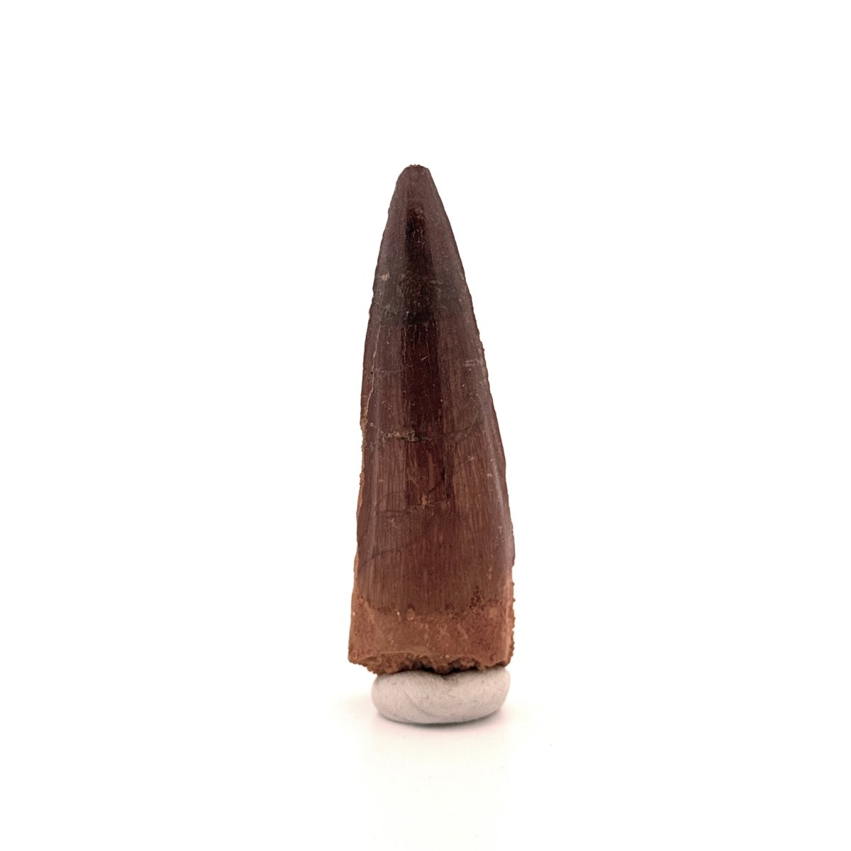 Spinosaurus Tooth Fossil (2.99") – Late Cretaceous Dinosaur tooth from Morocco - FossilsAndMore