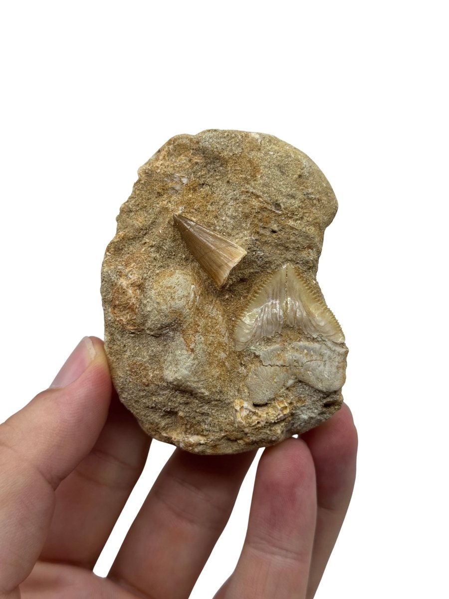 Squalicorax and Mosasaur Tooth on Matrix from Morocco, Cretaceous - FossilsAndMore